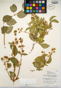 Philadelphus lewisii image