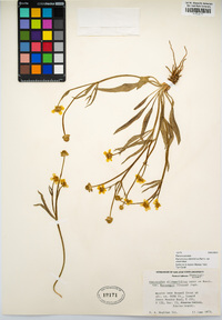 Ranunculus alismifolius var. alismifolius image