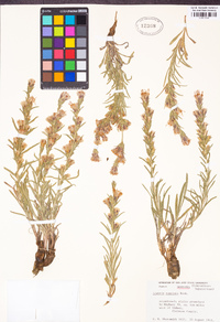 Liatris punctata image