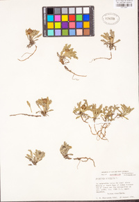 Image of Artemisia glacialis