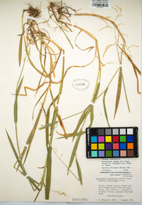 Torreyochloa pallida image