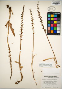 Piperia elegans image