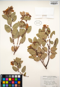 Arctostaphylos glauca image