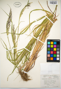 Calamagrostis canadensis image