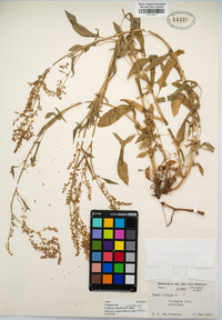 Polygonum shastense image