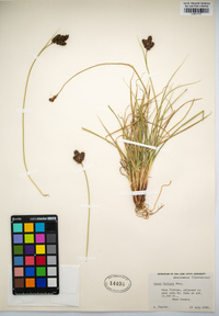 Carex helleri image