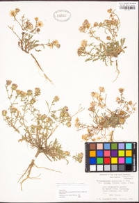 Dieteria canescens var. canescens image