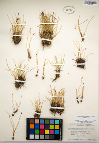 Eleocharis quinqueflora image