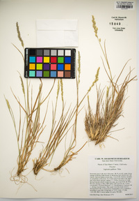 Agrostis pallens image