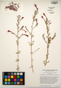 Epilobium canum image