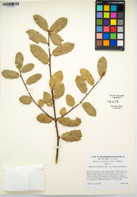 Quercus wislizeni var. frutescens image