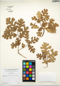 Quercus lobata image