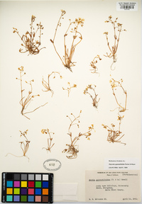 Claytonia gypsophiloides image