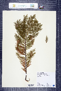 Chamaecyparis lawsoniana image