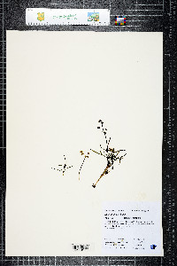 Lomatium stebbinsii image