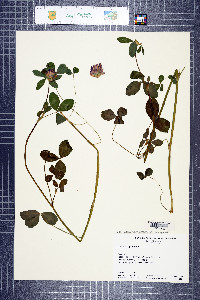 Trifolium pratense image