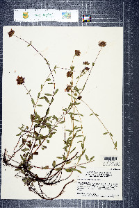 Monardella follettii image