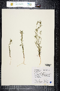 Eriastrum brandegeeae image