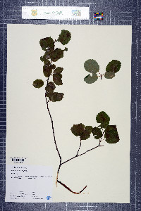 Amelanchier alnifolia var. pumila image