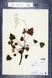 Heuchera micrantha image