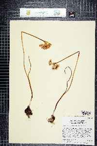 Allium sanbornii var. sanbornii image