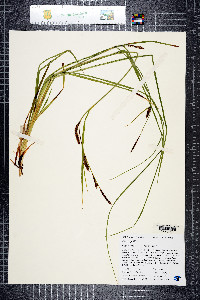 Carex pellita image