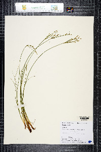 Juncus tenuis image