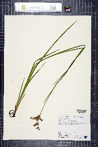 Juncus xiphioides image