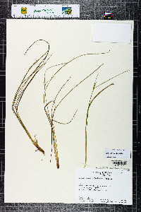 Carex multicaulis image