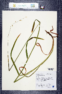 Pleuropogon refractus image