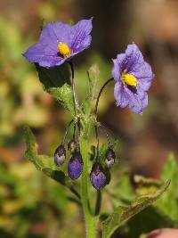 Image of Solanum xanti