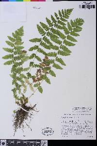 Athyrium filix-femina image