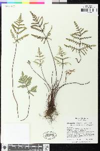 Pentagramma triangularis subsp. triangularis image