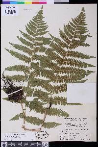 Athyrium filix-femina image