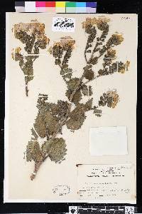 Phacelia grandiflora image