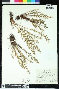 Woodsia scopulina image