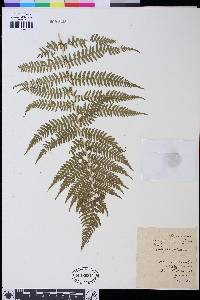 Athyrium filix-femina image