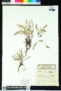 Asplenium viride image