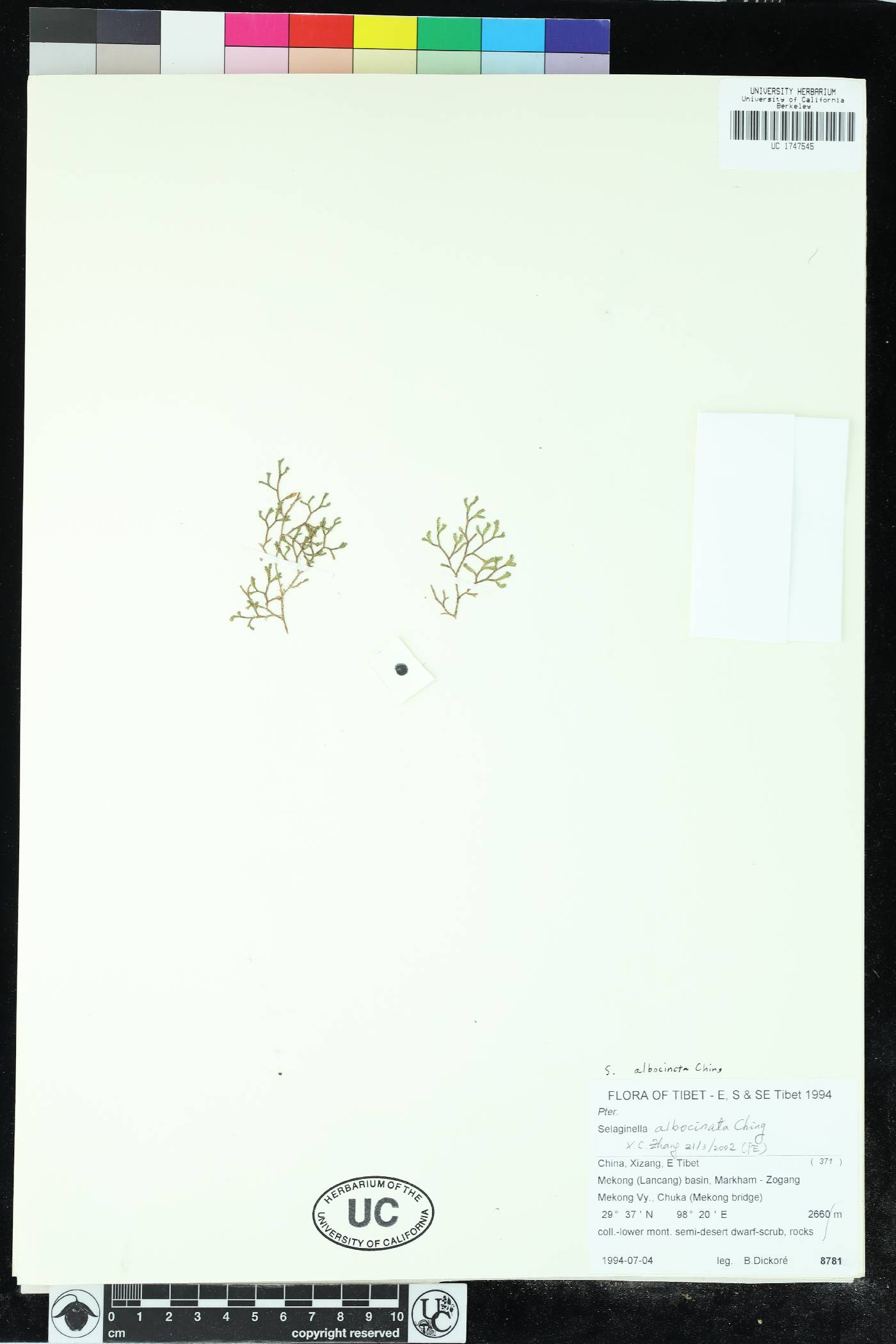 Selaginella albocincta image