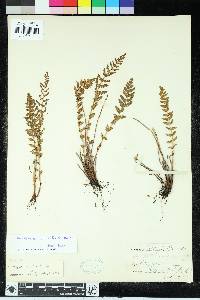 Woodsia scopulina image