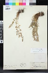 Woodsia oregana image