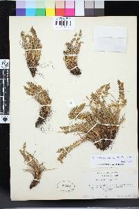 Woodsia scopulina image