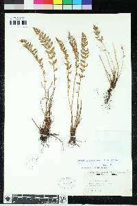 Woodsia scopulina image