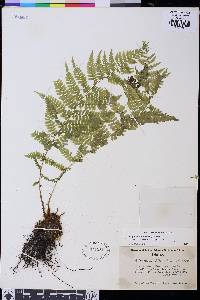 Athyrium filix-femina image