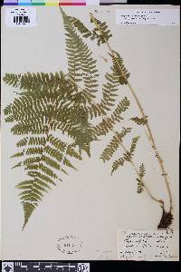 Athyrium filix-femina image