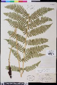 Athyrium filix-femina image