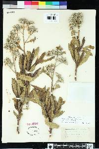 Eriodictyon crassifolium var. nigrescens image