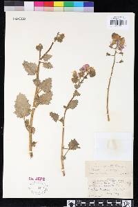 Phacelia parryi image