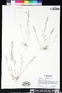 Cardamine oligosperma image