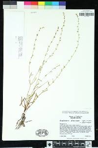 Plagiobothrys glyptocarpus image